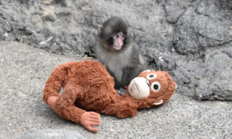 Khỉ con Punch tìm thấy 'mẹ thay thế' từ thú nhồi bông tại sở thú Nhật Bản
