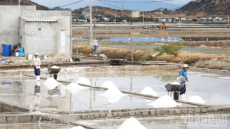 Diêm dân Khánh Hòa khởi sắc với vụ muối đầu năm, giá ổn định và hướng phát triển bền vững
