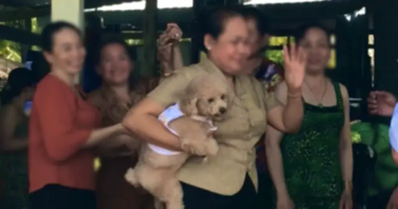 Khách mang thú cưng chúc Tết: Niềm vui hóa phiền toái, gia chủ lúng túng giữa phép lịch sự