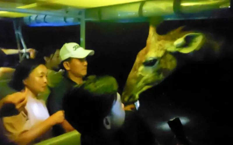 Khách quốc tế đổ về Phú Quốc dịp Tết, mê mẩn tour động vật hoang dã ban đêm