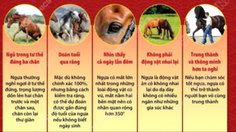 Khám phá những điều thú vị về loài ngựa: Từ sức mạnh đến trí thông minh