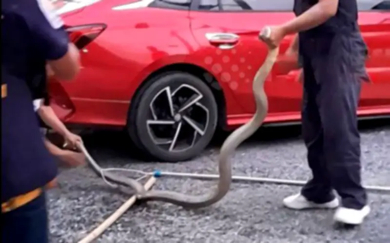 Khoảnh khắc căng thẳng: Giải cứu rắn hổ mang chúa 3,6 mét dưới gầm xe ở Phuket