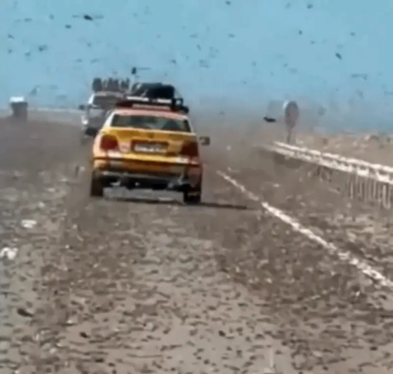 Khoảnh khắc 'tận thế' khi lái xe qua đàn châu chấu khổng lồ ở sa mạc Sahara