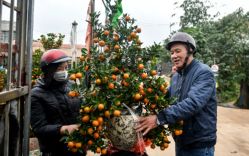 Quất chum Tứ Liên hút khách, đào Tết gặp khó vì nở sớm và chi tiêu thắt chặt