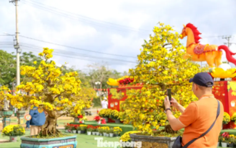 Lễ Hội Mai Vàng An Nhơn Đông 2026: Tôn Vinh Nghệ Thuật Và Văn Hóa Miền Trung