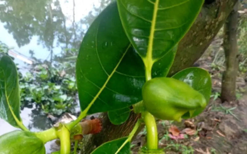 Lá Mít: Mẹo Dân Gian Giải Rượu Được Khoa Học Lý Giải Như Thế Nào?