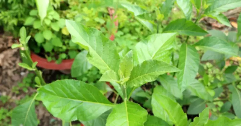 Lá Đắng - Bí Quyết Giải Rượu Từ Dân Gian Được Khoa Học Lý Giải