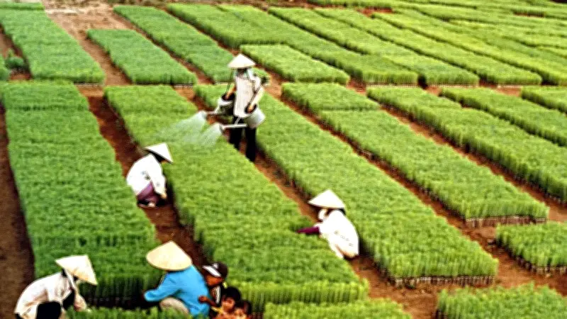 Lá Phổi Xanh Trước Thách Thức Khí Hậu: Tết Trồng Cây Và Chiến Lược Phát Triển Rừng Bền Vững