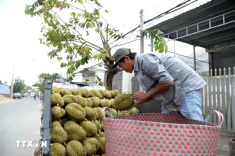 Lô Sầu Riêng 174 Tấn Đầu Tiên Thông Quan Cửa Khẩu Lào Cai Sang Trung Quốc