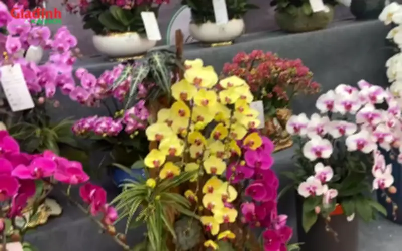 Lan Đà Lạt đặc biệt là lan xanh tạo cháy hàng dịp Tết Nguyên đán 2026