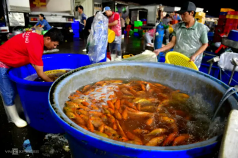 Chợ cá chép lớn nhất TP HCM nhộn nhịp ngày ông Táo với hàng chục tấn cá