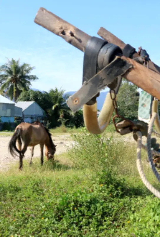 Lộc Cộc Xe Ngựa Thất Sơn: Điểm Du Lịch Độc Đáo Ở An Giang