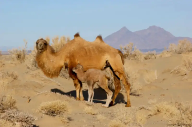 Lạc đà hoang dã tiến hóa để uống nước mặn hơn nước biển, thách thức giới hạn sinh học