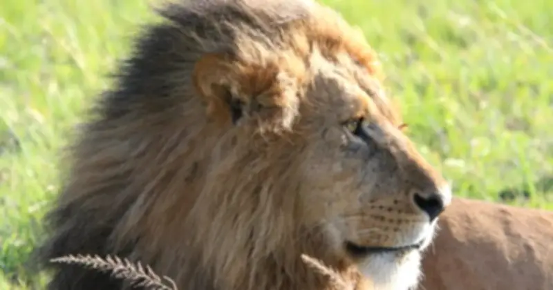 Lịch sử pháp lý: Pháp y ADN lần đầu kết án tội phạm giết và buôn bán sư tử tại Zimbabwe