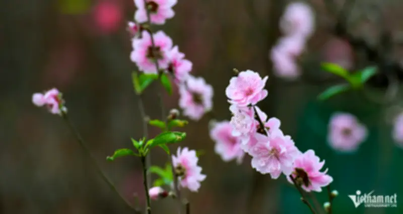 Lời chúc Tết khách hàng: Mừng năm mới Bính Ngọ 2026 hay và trang trọng