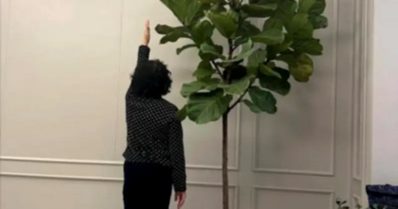 Lời dặn 'Cây âm không vào nhà, cây dương không trồng mộ': Kinh nghiệm sống tinh tế từ người xưa