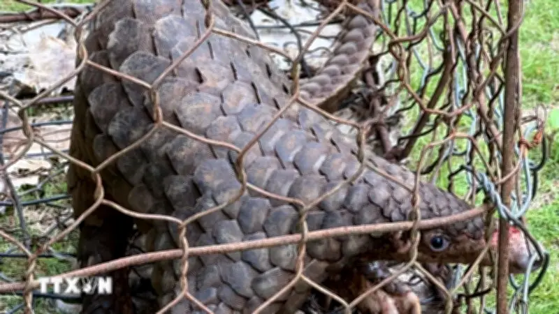 Lâm Đồng: Người dân tự nguyện giao nộp tê tê quý hiếm trong Sách Đỏ