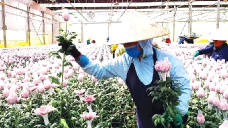 Lâm Đồng: Nông nghiệp công nghệ cao trở thành trụ cột phát triển với diện tích hơn 107.300 ha