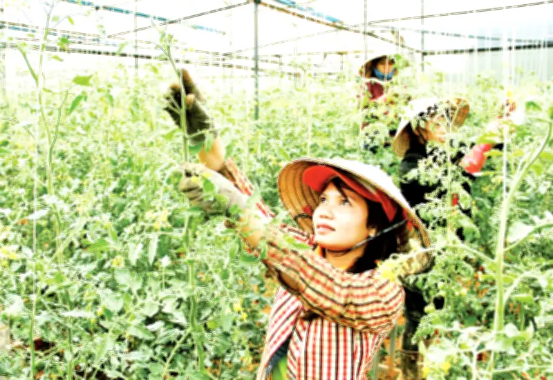 Lâm Đồng đẩy mạnh nông nghiệp công nghệ cao, hướng tới mục tiêu phát triển bền vững