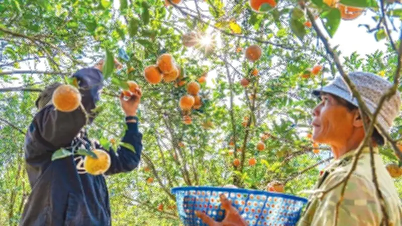 Làng Bản Vùng Cao Quảng Ngãi Khoác Áo Mới, Trở Thành Điểm Du Lịch Hấp Dẫn