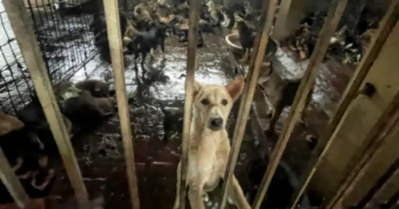 Làng Cao Hạ: 'Thủ phủ' giết mổ chó Hà Nội đối mặt với sự mai một