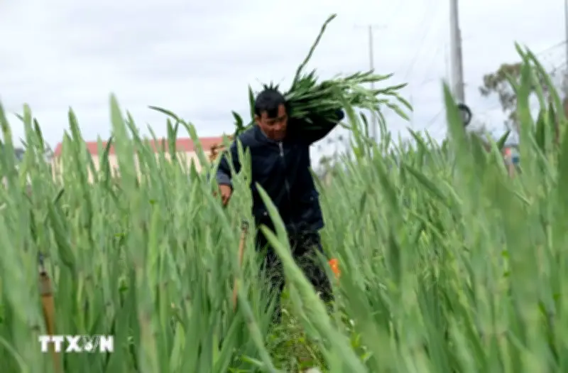 Làng Hoa Lớn Nhất Lâm Đồng Bội Thu Vụ Tết, Nông Dân Phấn Khởi