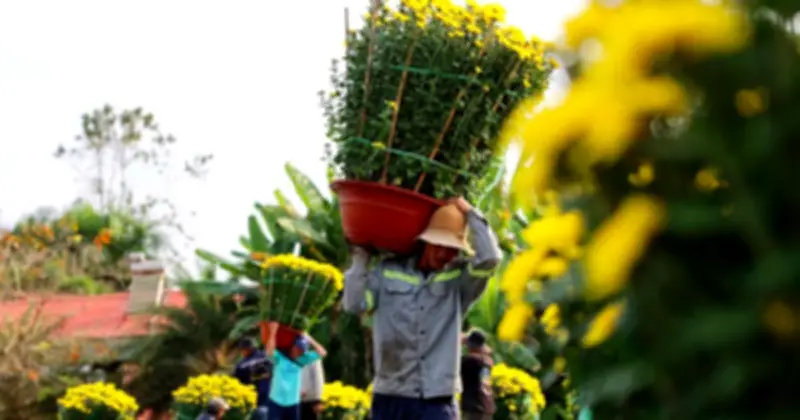 Làng Hoa TPHCM Nhộn Nhịp Mùa Tết: Niềm Vui Xen Lẫn Thách Thức Giá Cả