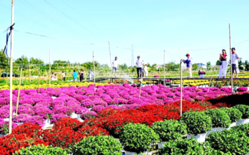 Làng Hoa Tết 2026: Thích Ứng Linh Hoạt, Thị Trường Ổn Định Dù Thời Tiết Bất Lợi