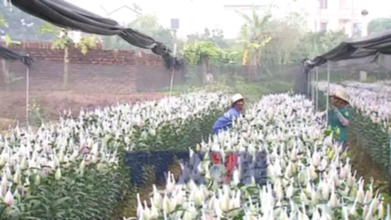 Làng Hoa Tây Tựu Rộn Ràng Đón Xuân, Mang Sắc Tết Về Phố Phường Hà Nội