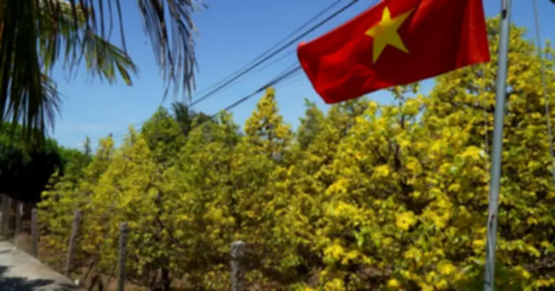 Làng mai vàng Phước Định: Năm nhuận khiến mai không nở đúng Tết, kỹ thuật chăm sóc là chìa khóa