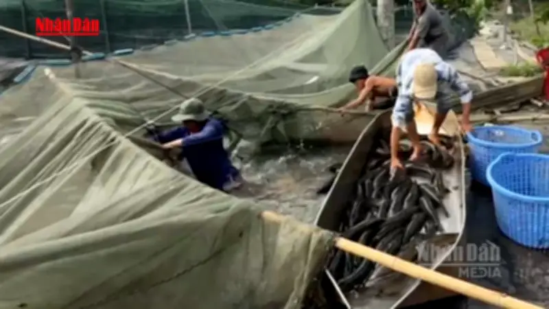 Làng nuôi cá lóc Đồng Nai vào cao điểm thu hoạch dịp vía Thần Tài