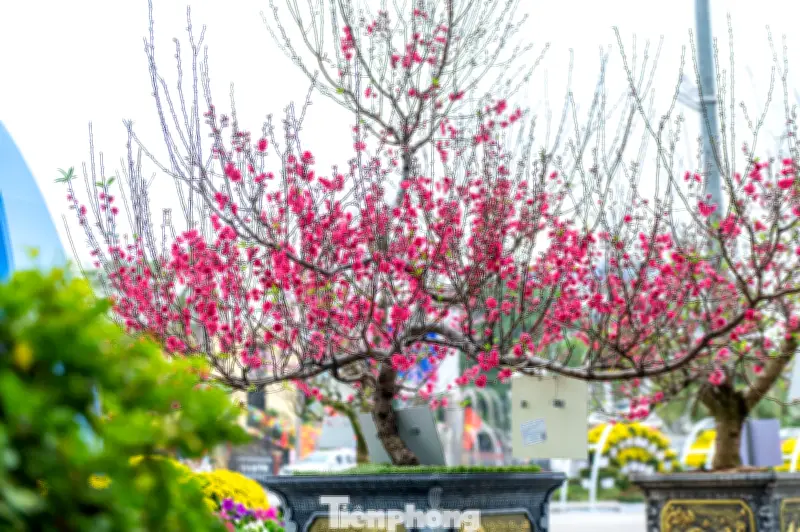 Lạng Sơn Tổ Chức Triển Lãm Hoa Đào, Tuyển Chọn 'Hoa Hậu Đào' Xuân Bính Ngọ 2026