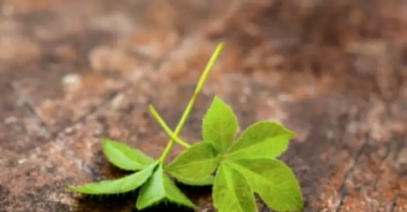 Loại cỏ trường sinh giúp kiểm soát cân nặng, mỡ máu sau Tết