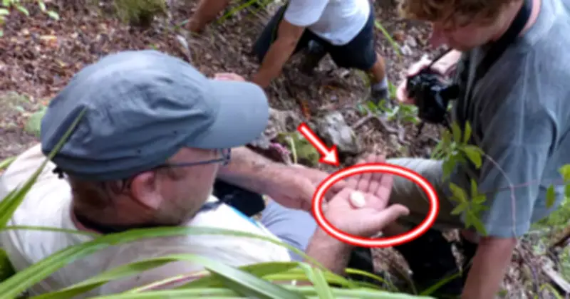 Loài chim tưởng tuyệt chủng hơn 100 năm bất ngờ tái xuất nhờ quả trứng nhỏ