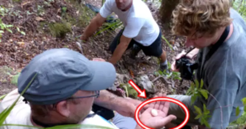 Loài chim tưởng tuyệt chủng hơn 100 năm bất ngờ tái xuất qua quả trứng nhỏ