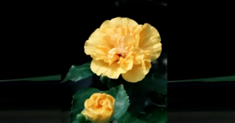 Loài hoa được nhà phố ưa chuộng để trồng, nở bung giúp không gian thêm sinh khí