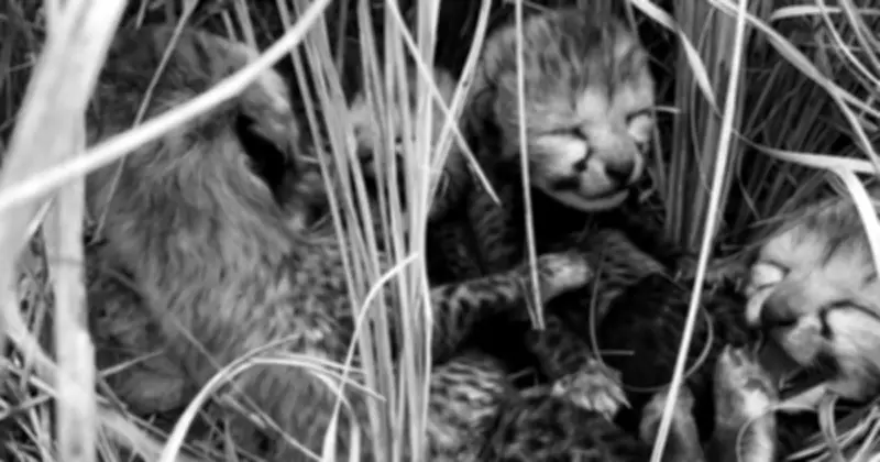 Loài vật quý hiếm bậc nhất hành tinh biến mất 70 năm bất ngờ tái xuất