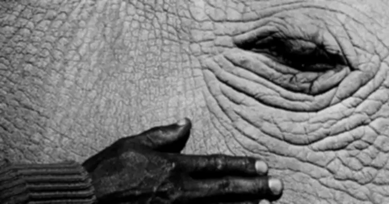 Loài vật quý hiếm bậc nhất hành tinh, cả thế giới chỉ còn 2 cá thể khổng lồ