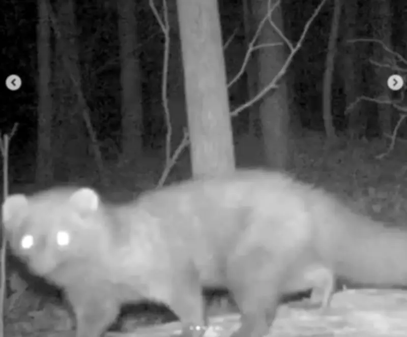 Loài Vật Tái Xuất Sau Hơn 100 Năm, Khiến Giới Khoa Học Sửng Sốt