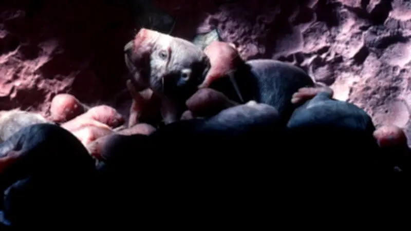 Loài động vật có vú gần như máu lạnh duy nhất còn sống khiến giới khoa học bối rối