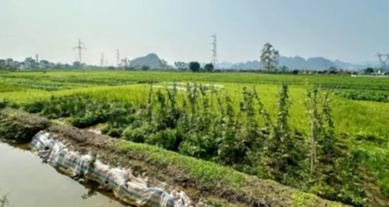 Lập sổ đỏ đất nông nghiệp: Người dân có phải nộp hồ sơ lên cấp tỉnh?