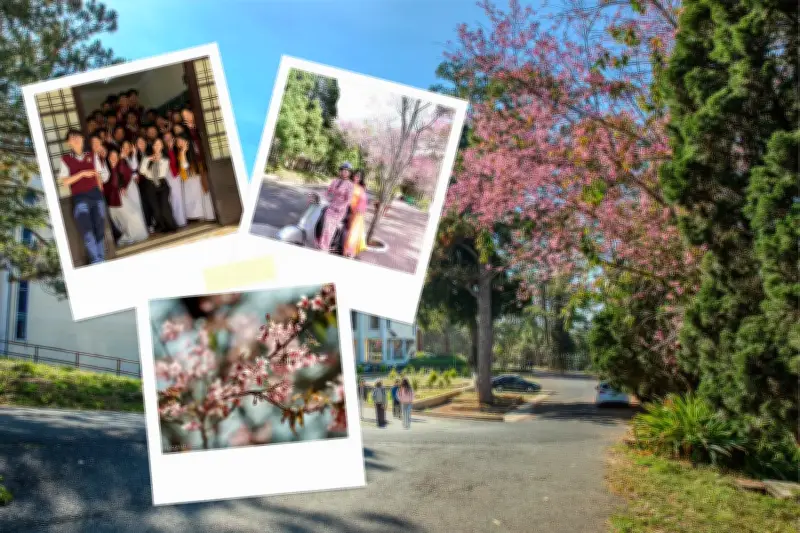Đà Lạt Rực Hồng: Hoa Mai Anh Đào Nở Rộ Tại Các Trường Học Thu Hút Giới Trẻ