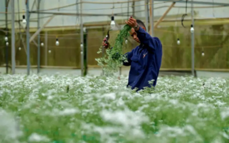 Đà Lạt: Từ cuộc di dân lịch sử đến thương vụ tỷ đô, vươn tầm trung tâm hoa Đông Nam Á