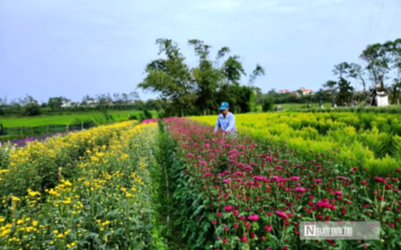 Làng Hoa Lý Trạch: Kỳ Vọng Vào Hoa Ngắn Ngày Dịp Tết Giữa Thách Thức Thời Tiết