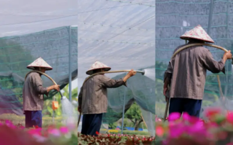 Làng Hoa Thới An Tất Bật Vào Mùa Tết Bính Ngọ 2026