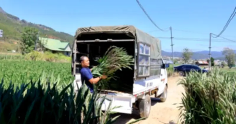 Lâm Đồng: Lũ lụt khiến nguồn cung hoa lay ơn giảm mạnh, giá tăng cao dịp Tết