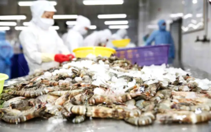 Mỹ giảm thuế chống bán phá giá tôm Việt, doanh nghiệp xuất khẩu nhẹ gánh