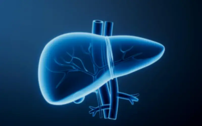 Mô Hình 'Gan Tí Hon' 3D: Đột Phá Kiểm Nghiệm Độc Chất, Giảm Thử Nghiệm Động Vật