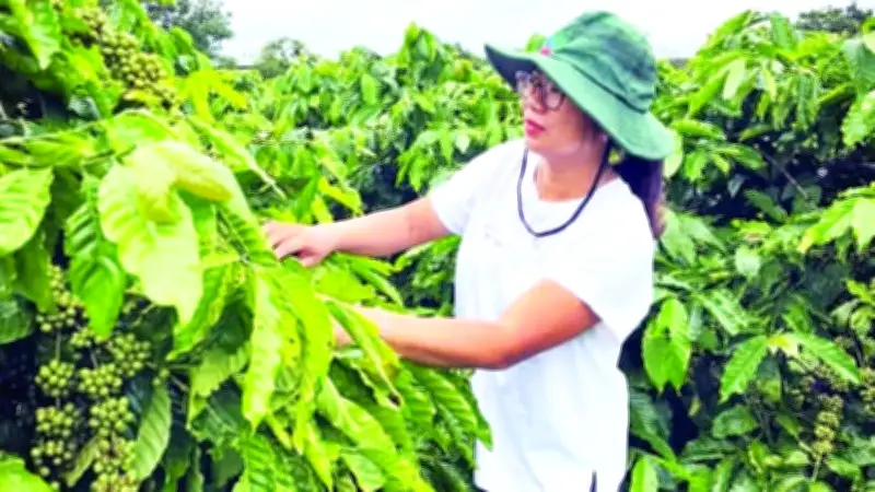 Mô Hình Kinh Tế Tổng Hợp Giúp Nông Dân Gia Lai Thoát Nghèo Và Ổn Định Thu Nhập