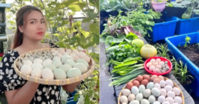 Mẹ Đồng Nai nuôi gà chim cút trên sân thượng, vườn rau xanh mướt